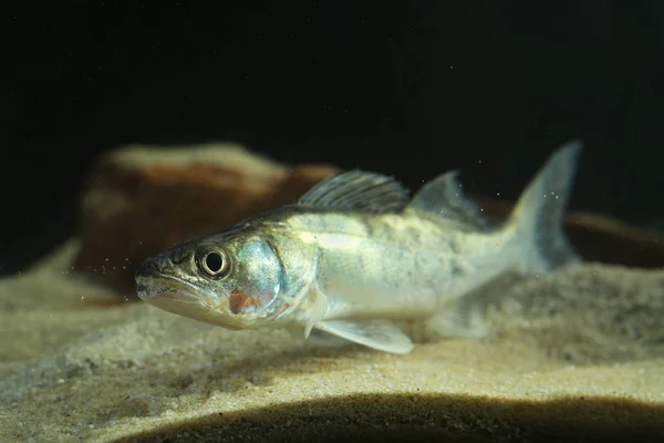 Perch freshwater gamefish Stizostedion lucioperca in the aquariu — Stock Photo, Image