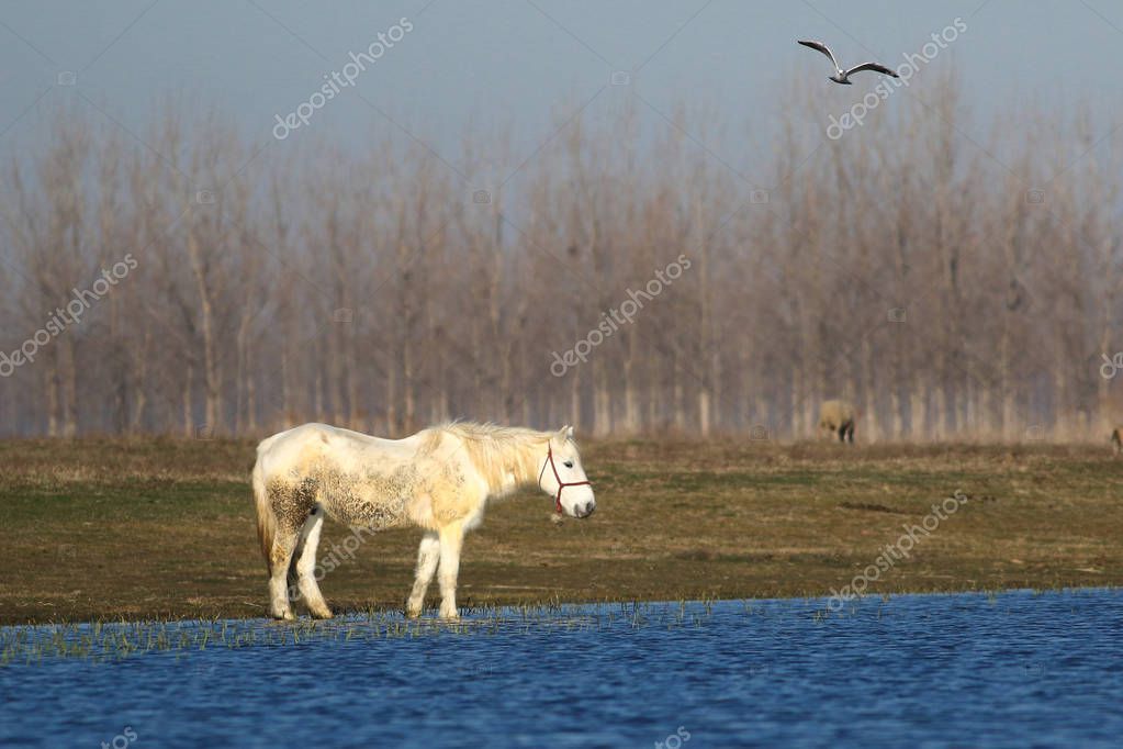 gezafarkas