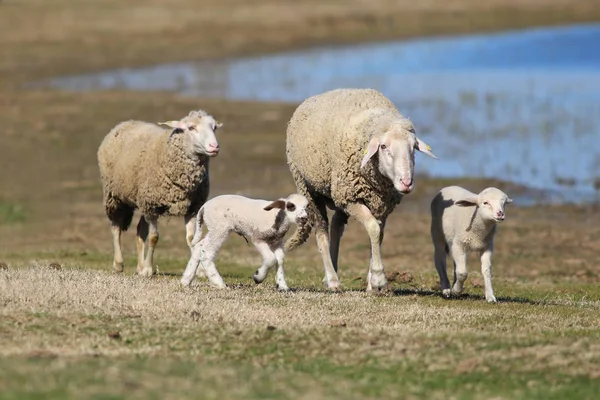 Çayırda koyun ve kuzular — Stok fotoğraf