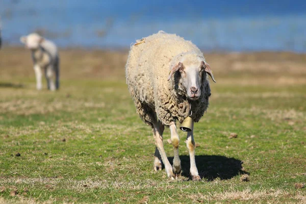 Pecora con campana e agnello che cammina sul pascolo — Foto Stock