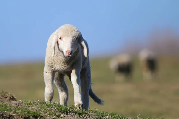 Piccolo agnellino carino sul pascolo — Foto Stock