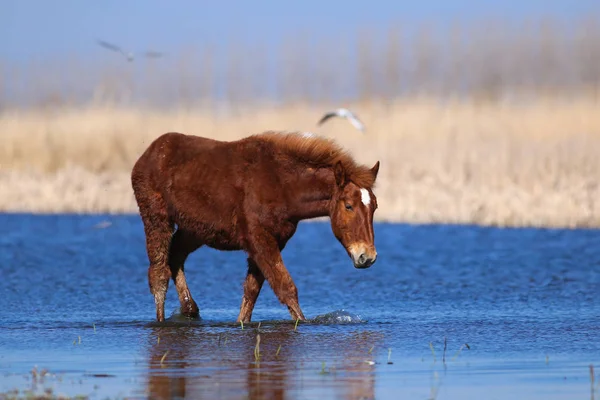Giovane acetosa cavallo selvatico sul posto irrigazione — Foto Stock