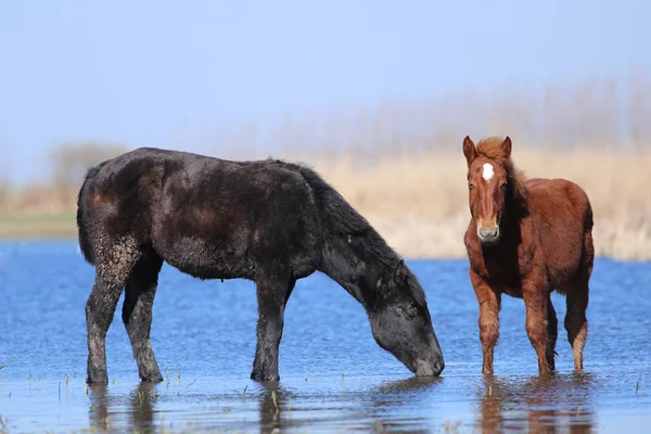 Dos caballos salvajes están bebiendo en el lugar de riego — Foto de Stock
