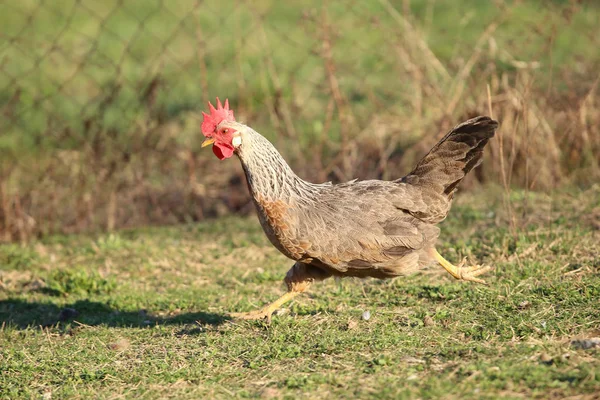 Blanco y negro La gallina está corriendo —  Fotos de Stock