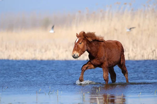 Caballo salvaje de acedera joven en el lugar de riego — Foto de Stock