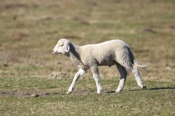 Carino agnello bianco sul campo di primavera verde — Foto Stock