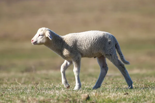 Carino agnello bianco sta camminando sul campo verde primaverile — Foto Stock