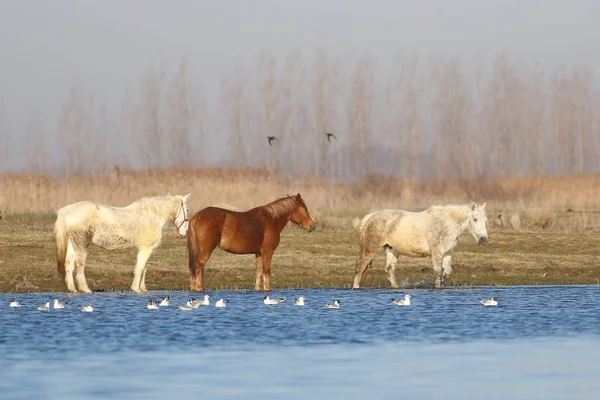 Tres caballos salvajes en el lugar de riego — Foto de Stock