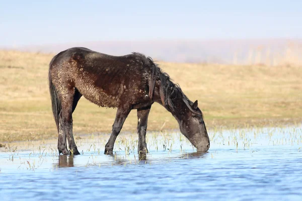 Negro pony salvaje en el lugar de riego — Foto de Stock