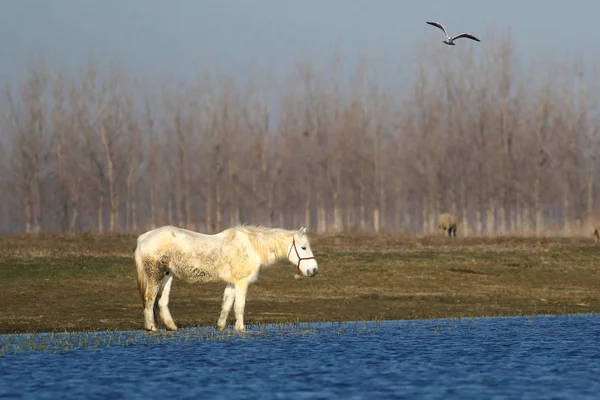 Pony blanco en el lugar de riego — Foto de Stock
