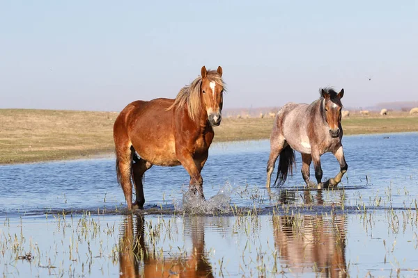 Dos caballos salvajes trotan a través del agua — Foto de Stock