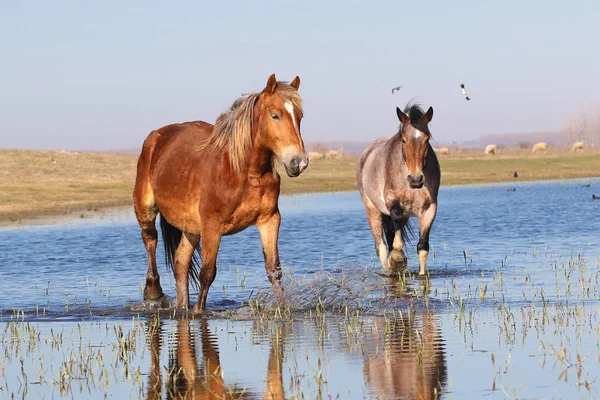 Dos pony troat salvajes a través del agua en el lugar de riego — Foto de Stock