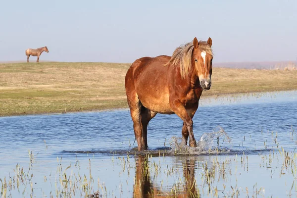 Trote de caballo salvaje a través del agua en el lugar de riego — Foto de Stock