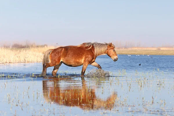 Sauerampferpferd läuft durch das Wasser in der Tränke — Stockfoto