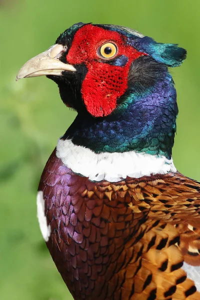 Portrait du faisan commun mâle, Phasianus colchicus — Photo