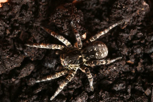 Vista superior da aranha lobo perigoso tarântula Lycosa singoriensis — Fotografia de Stock