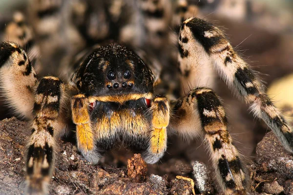 Ritratto di pericolosa specie inquietante di tarantola lupo ragno Lycos — Foto Stock