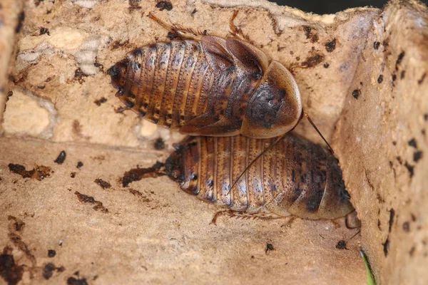 Narancspettyes Roach (Blaptica dubia) — Stock Fotó