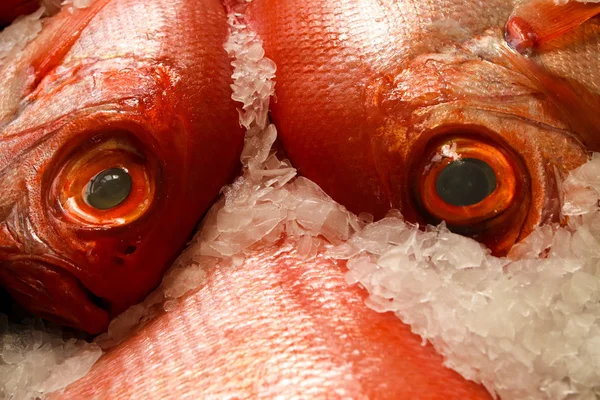 Čerstvé skvostné alfonsino Beryx skvostná ryba — Stock fotografie