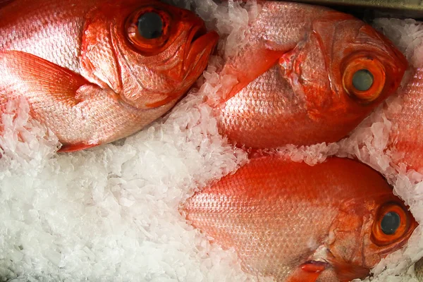 Čerstvé báječné alfonsino Beryx v rybím trhu Funchal — Stock fotografie