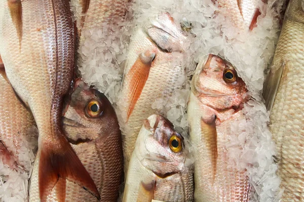 Frischer Rotbrassen-Fisch Pagrus major auf Eis — Stockfoto