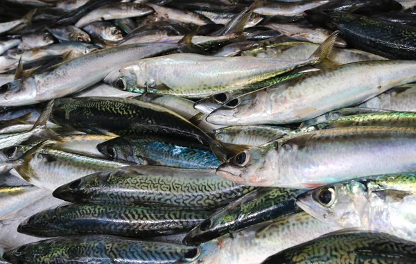 Frischer Atlantischer Döbel Makrele Fisch und Sardinen — Stockfoto