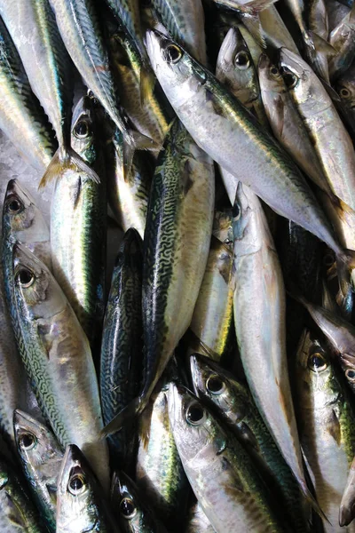 Manojo de pescado fresco de caballa del Atlántico — Foto de Stock