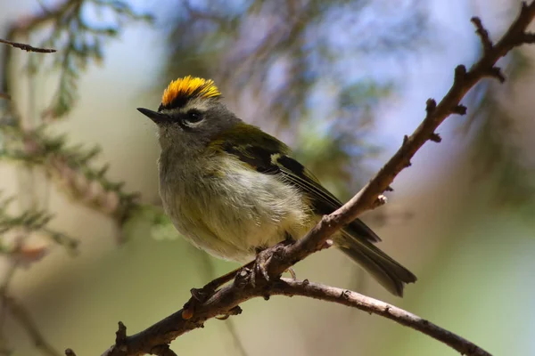 Na Maderze, Kinglet Madera lub Madeiracrest, Regulus Mad — Zdjęcie stockowe