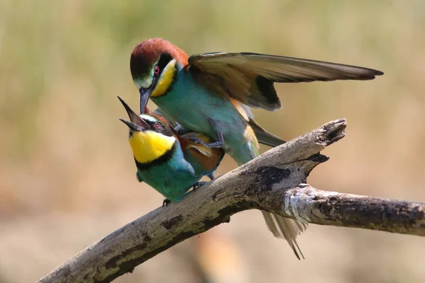 Apareamiento de abejeros europeos, Merops apiaster birds —  Fotos de Stock