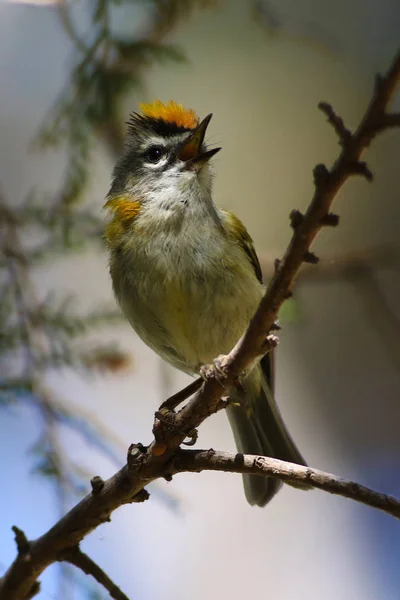 Madeira feuerwerk, madeira kinglet, regulus madeirensis is singi — Stockfoto