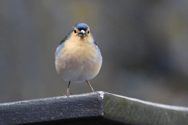 Männchen von Madeira-Buchfink, fringilla coelebs maderensis — Stockfoto