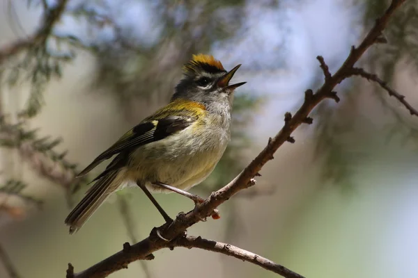 Firecrest Madera, Kinglet Madera, Regulus madeirensis jest Singi — Zdjęcie stockowe