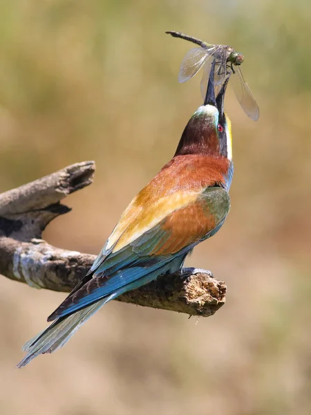 Comedor de abelhas europeu, Merops apiaster é pegar libélula — Fotografia de Stock