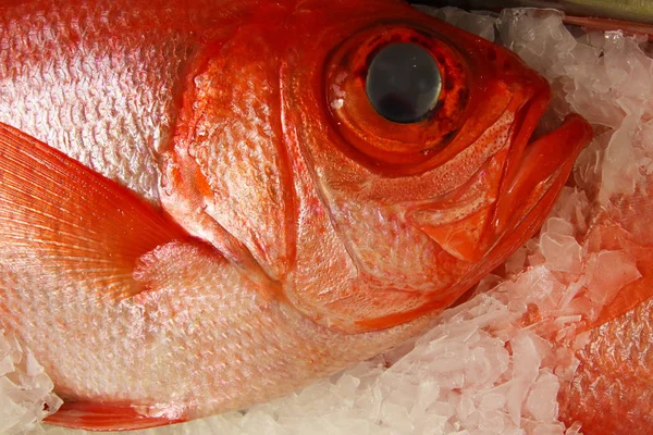 Prächtiger alfonsino-fisch beryx splendens Stockbild