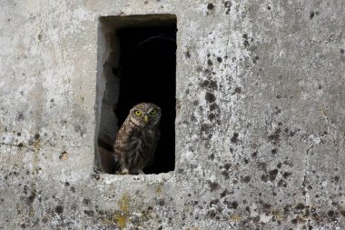 Pencerede küçük baykuş Athene noctua