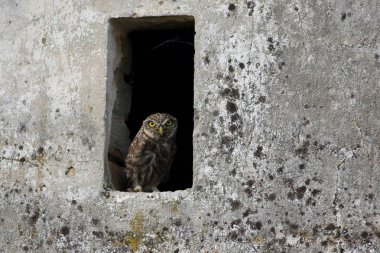 Little owl Athene noctua in the window clipart