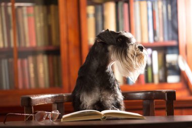 Minyatür schnauzer köpek kütüphanede bir kitap okur