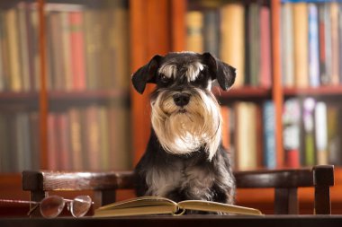 Sevimli Minyatür schnauzer köpek kütüphanede bir kitap okur
