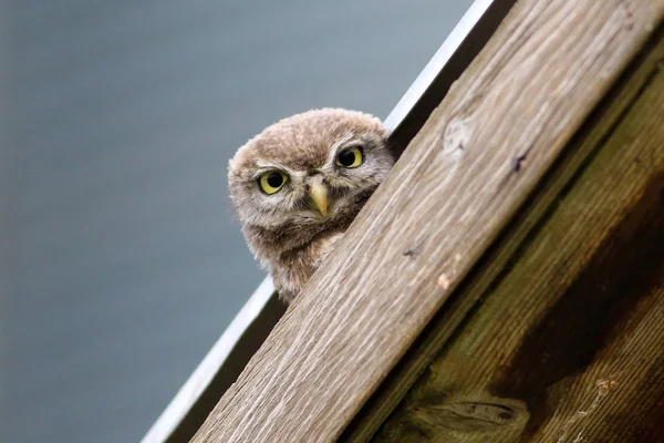 Pequena coruja Athene noctua com grandes olhos no telhado — Fotografia de Stock