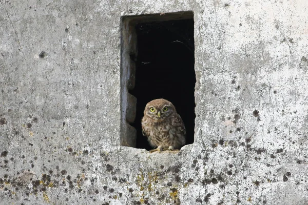 Pequena coruja bonito Athene noctua na janela — Fotografia de Stock