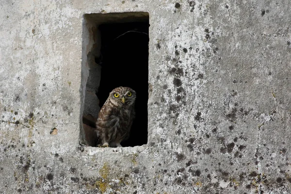 Piccolo gufo Athene noctua alla finestra — Foto Stock