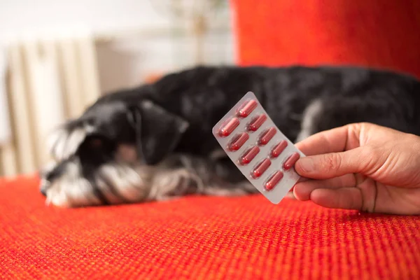 Hasta minyatür schnauzer köpek ve antibiyotik kapsülleri