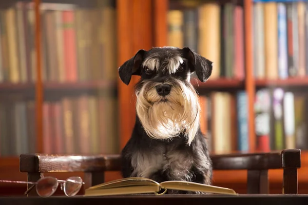 Niedlicher Zwergschnauzerhund liest ein Buch in der Bibliothek Stockfoto