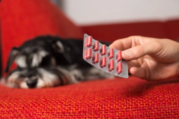 Kranker Zwergschnauzer-Hund schläft auf rotem Sofa lizenzfreie Stockbilder