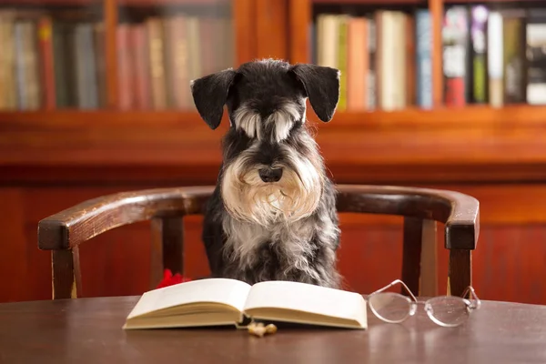 Zwergschnauzerhund liest im Klassenzimmer ein Buch Stockfoto