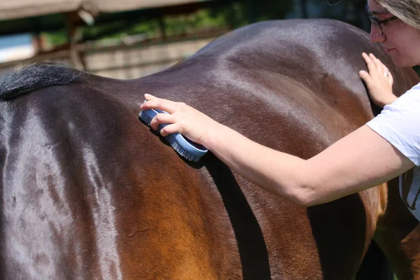 若い女の子は馬の毛をグルーミングしている — ストック写真