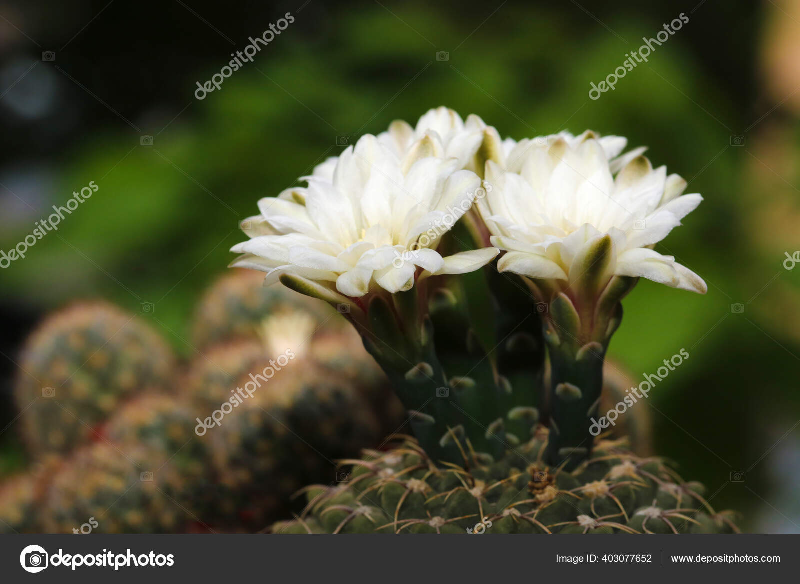 植物園の白い花で開花した顎サボテン ストック写真 C Gezafarkas
