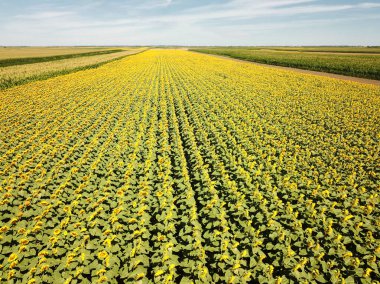 Sarı ayçiçeği tarlalarının ve mavi gökyüzünün en üst görüntüsü