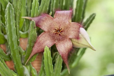 Leş bitkisi, Stapelia dev çay sulu çiçek ve boud