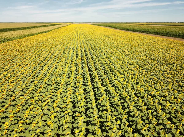 Sarı ayçiçeği tarlalarının ve mavi gökyüzünün en üst görüntüsü